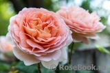 Abraham Darby Abraham Darby