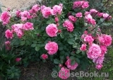 Rosarium Uetersen Rosarium Uetersen