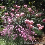 The Alnwick Rose The Alnwick Rose