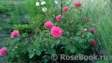 Rosarium Uetersen Rosarium Uetersen
