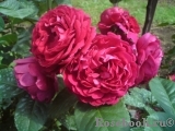 Ascot Ascot