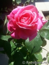 Pink Peace Pink Peace