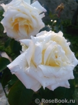 Chopin Chopin