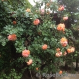 Westerland Westerland