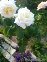 Chopin Chopin