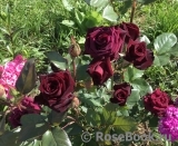 Black Baccara Black Baccara