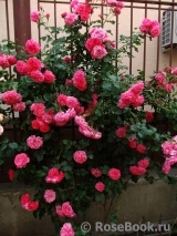 Rosarium Uetersen Rosarium Uetersen