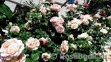 Cesar Cesar