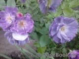 Blue for You Blue for You