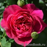 Darcey Bussell Darcey Bussell