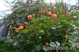 Westerland Westerland