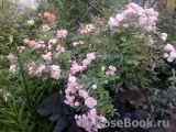 Heavenly Pink Heavenly Pink