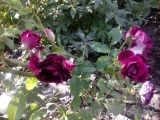 Burgundy Ice Burgundy Ice