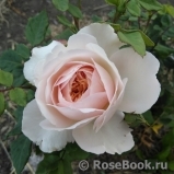 Crocus Rose® Crocus Rose®