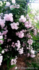 Brise Parfum Brise Parfum