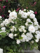 Aspirin Rose Aspirin Rose