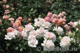 Chandos Beauty Chandos Beauty