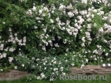 Perennial Blush Perennial Blush