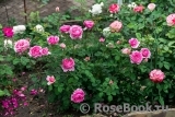 Princess Alexandra of Kent Princess Alexandra of Kent