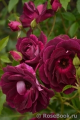 Burgundy Ice Burgundy Ice