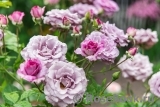 Violette Parfumee Violette Parfumee