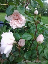 Generous Gardener, The Generous Gardener, The