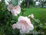 Generous Gardener, The Generous Gardener, The