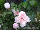 Generous Gardener, The Generous Gardener, The