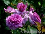 Violette Parfumee Violette Parfumee