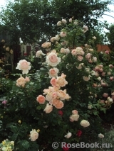 Abraham Darby Abraham Darby