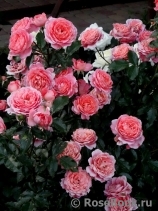 Pink Abundance Pink Abundance