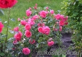 Rosarium Uetersen Rosarium Uetersen
