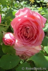 Jubilee Celebration® Jubilee Celebration®