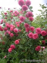 Rosarium Uetersen Rosarium Uetersen