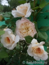 Crocus Rose® 