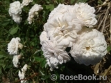 Starlet ®-Rose Alina ® Starlet ®-Rose Alina ®