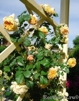 Crown Princess Margareta® Crown Princess Margareta®