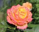 Rose Giardino di Boboli Rose Giardino di Boboli