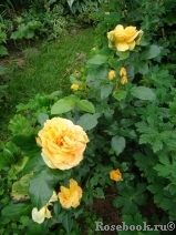 Bernstein-Rose Bernstein-Rose