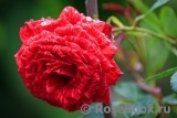 Red Intuition Red Intuition