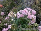Heavenly Pink Heavenly Pink