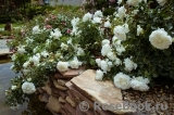 White Meidiland White Meidiland