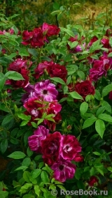 Burgundy Ice Burgundy Ice