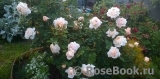 Crocus Rose® Crocus Rose®