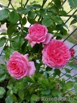 La Rose de Molinard ® La Rose de Molinard ®