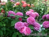 Heidi Klum Rose Heidi Klum Rose