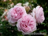 Rosengräfin Marie Henriette Rosengräfin Marie Henriette