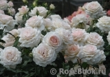 Chandos Beauty Chandos Beauty