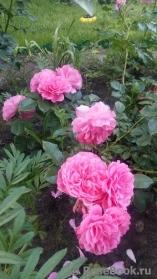 Rosarium Uetersen Rosarium Uetersen