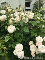 Madame Anisette ® Madame Anisette ®
